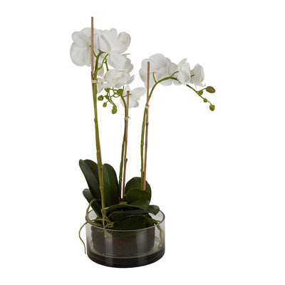 Orchid in Round Glass Vase White - House of Isabella AU