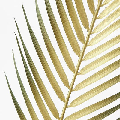24 x Palm Phoenix Leaf