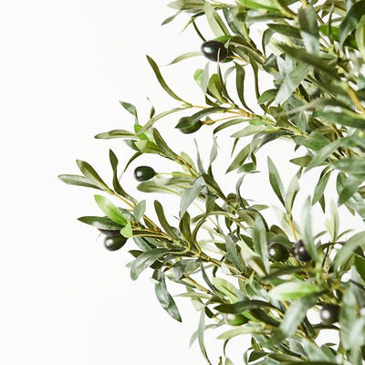 Olive Tree Pack of 2