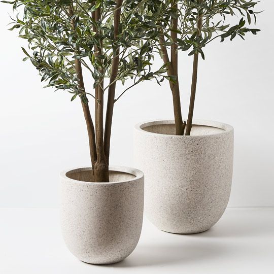 Olive Tree Pack of 2