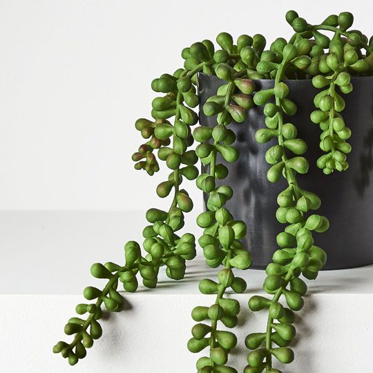 4 x String of Pearls in Pot