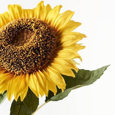 12 x Sunflower