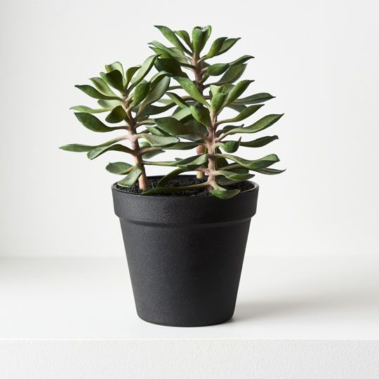 6 x Succulent in Pot