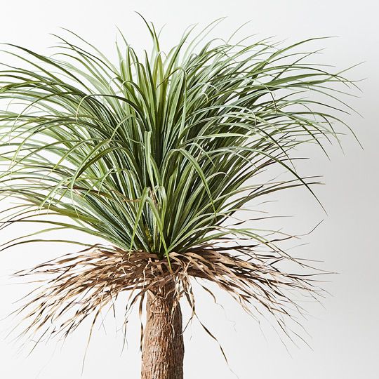 1 x Yucca Grass Plant