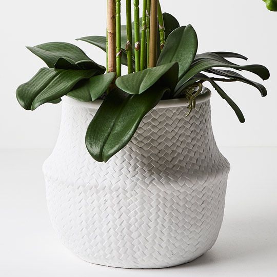 1 x Orchid Phalaenopsis in White Weave Pot