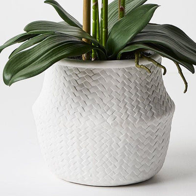 1 x Orchid Phalaenopsis in White Weave Pot