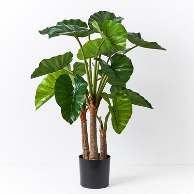 2 x Alocasia Plant