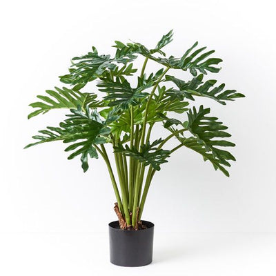 2 x Philodendron Selloum Plant