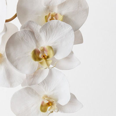 12 x Orchid Phalaenopsis x8