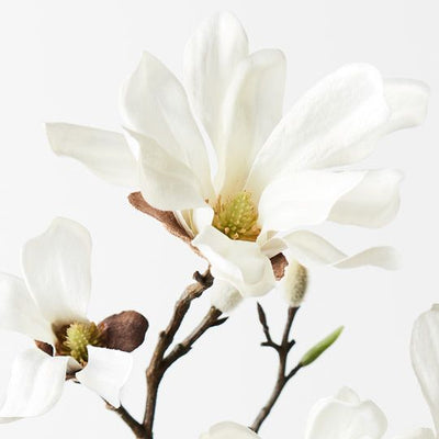 12 x Magnolia Japanese Spray