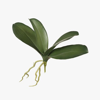 12 x Orchid Phalaenopsis Leaf