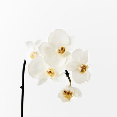 12 x Orchid Phalaenopsis Infused Mini