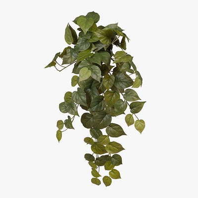 6 x Philodendron Hanging Bush