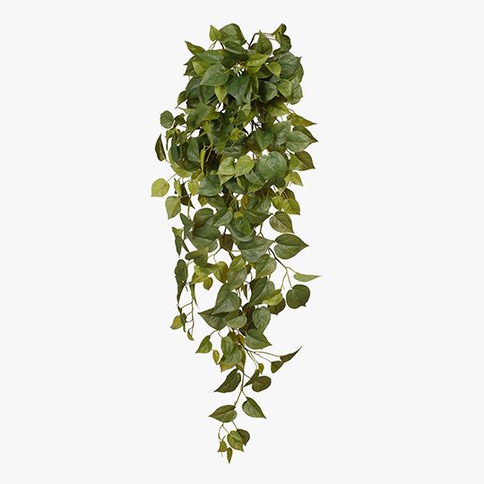 6 x Philodendron Hanging Bush
