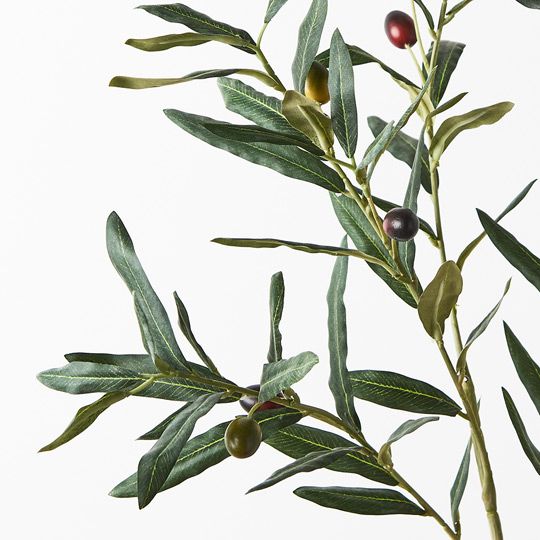 12 x Olive Leaf Spray