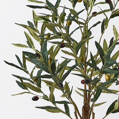 2 x Olive Tree