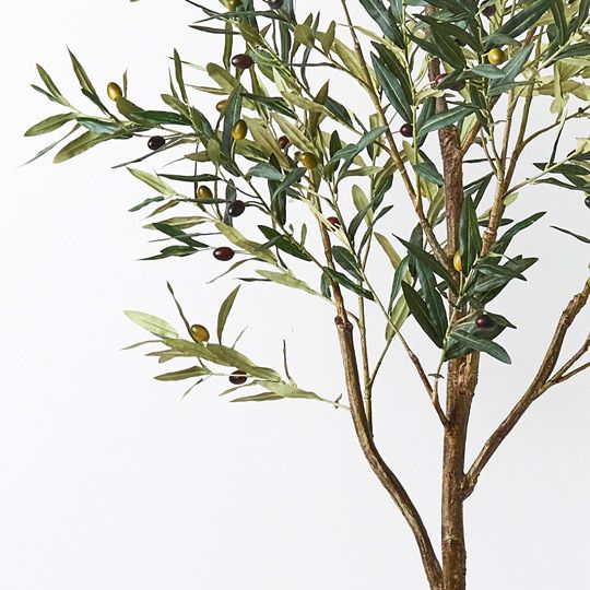 2 x Olive Tree