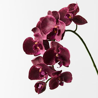 12 x Orchid Phalaenopsis Spray