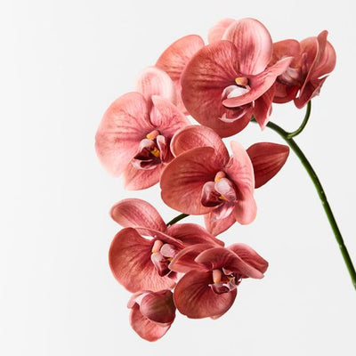 12 x Orchid Phalaenopsis Spray