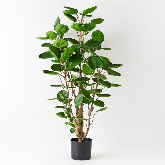 1 x Peperomoides Plant