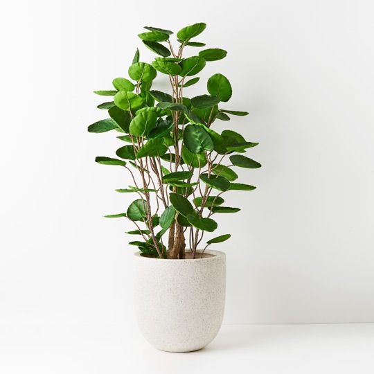 1 x Peperomoides Plant
