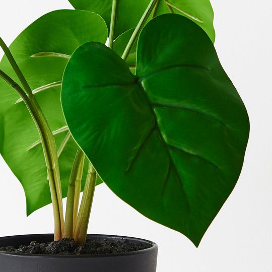 6 x Philodendron Plant