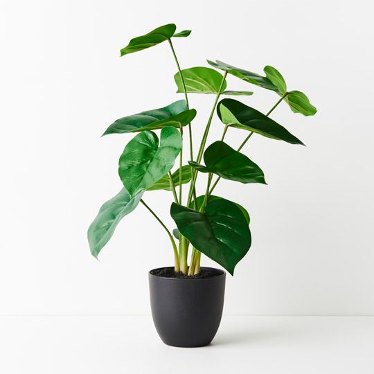 2 x Philodendron Plant