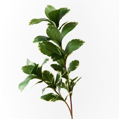 12 x Pittosporum Leaf Spray