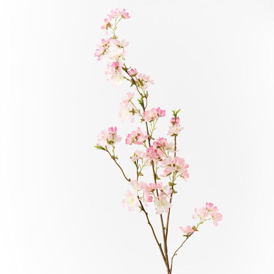 12 x Blossom Cherry