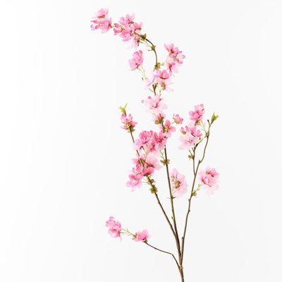 12 x Blossom Cherry