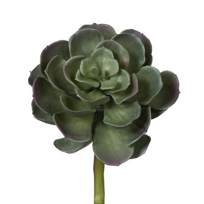 12 x Succulent