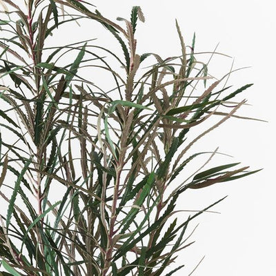 Banksia Leaf Plant Pack of 1