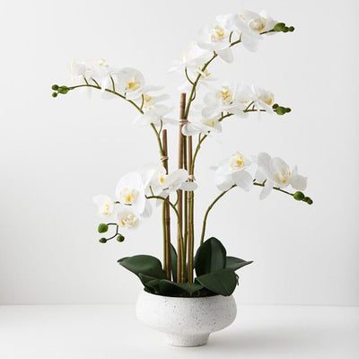 2 x Orchid Phalaenopsis in Bowl