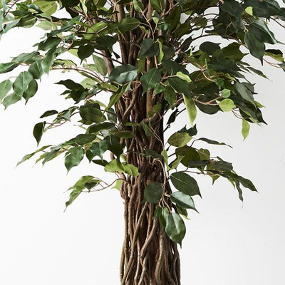 2 x Ficus Royal Tree