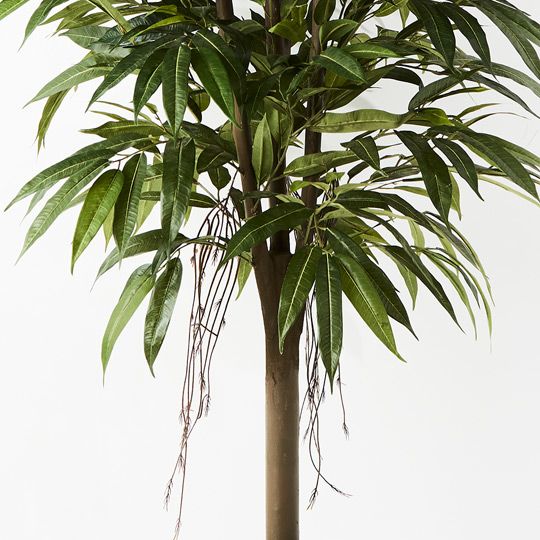 2 x Longifolia Tree