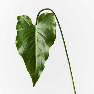 12 x Calla Lily Leaf