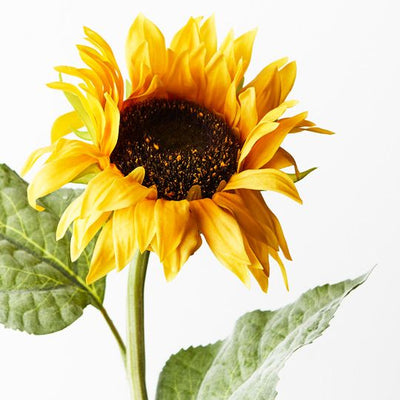 12 x Sunflower