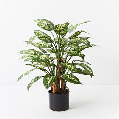 2 x Dieffenbachia Plant
