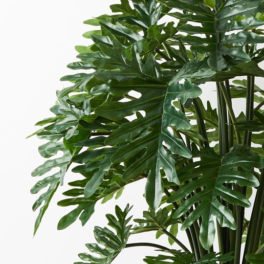 2 x Philodendron Selloum Plant