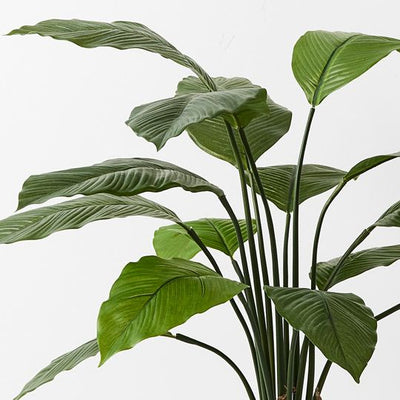 2 x Spathiphyllum Leaf Plant