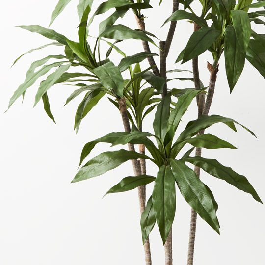 2 x Dracaena Plant