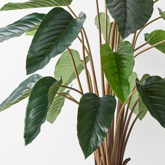2 x Philodendron Plant