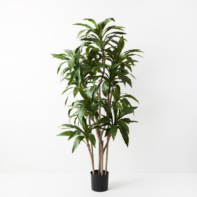 2 x Dracaena Plant