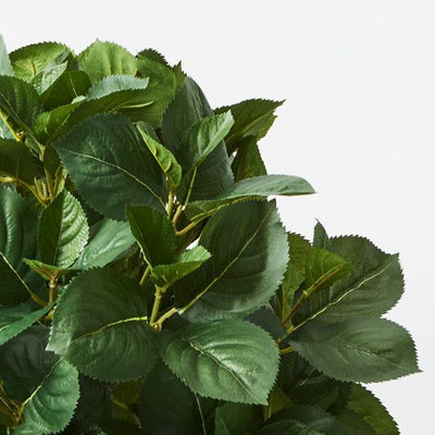 2 x Hydrangea Leaf Plant