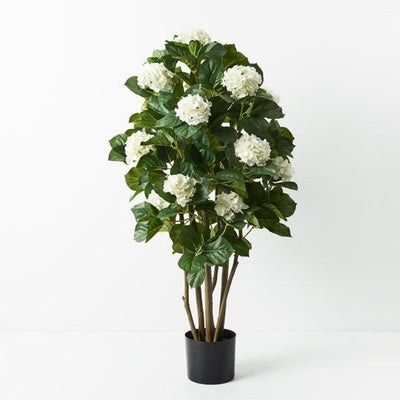2 x Hydrangea Plant
