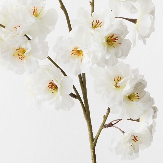 12 x Blossom Apple