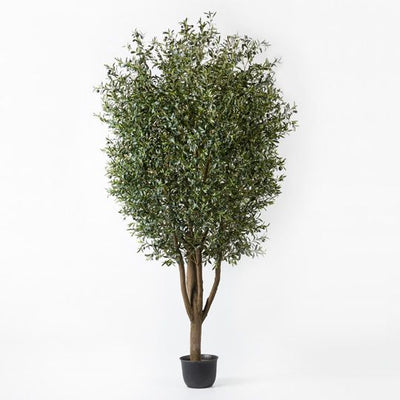 1 x Olive Tree