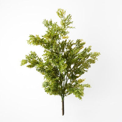 6 x Boxwood Bush (UV)