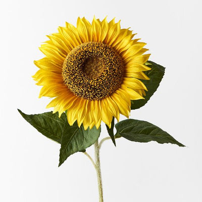 6 x Sunflower
