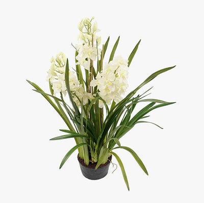 1 x Orchid Cymbidium Plant